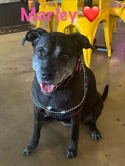 Photo of Marley, adoptable senior Catahoula Leopard Dog in Pipe Creek, Texas