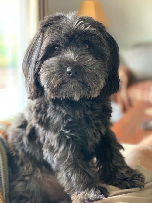 Photo of Chewie, adoptable senior Maltese in Mission Viejo, California