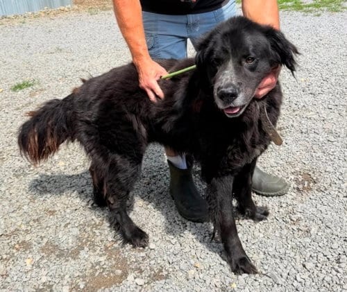 Photo of Vader - coming soon, adoptable senior Black Labrador Retriever in Sheboygan, Wisconsin