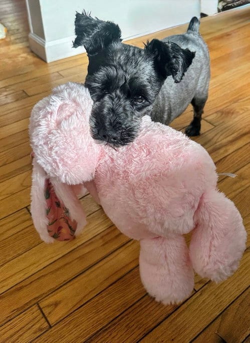 Photo of Leo Debarkio, adoptable senior Schnauzer in Berwick, Pennsylvania
