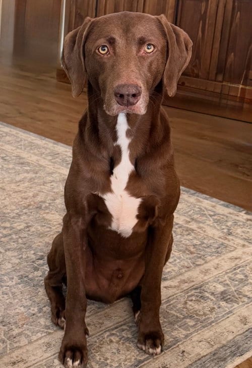 Photo of Codi, adoptable senior German Shorthaired Pointer in Denton, Texas