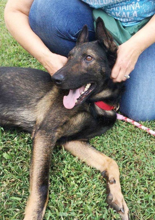 Photo of Sherlock, adoptable senior German Shepherd Dog in Kansas City, Missouri