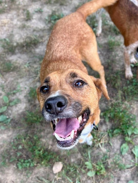 Photo of Ashley, adoptable senior Beagle in St Peters, Missouri