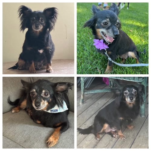 Photo of Louie, adoptable senior Chihuahua in Rochester, New York