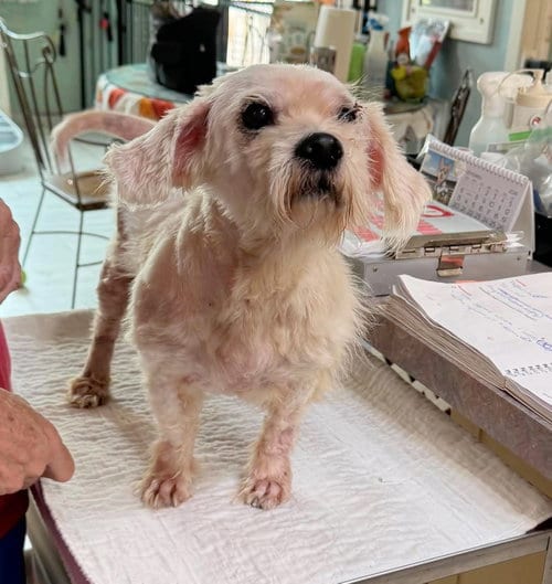 Photo of Jett, adoptable senior Maltese in Benton, Louisiana