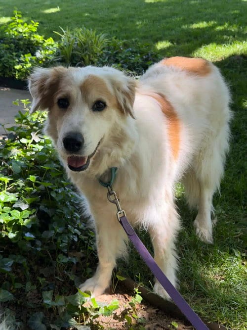 Photo of Nell, adoptable senior Great Pyrenees in Whitewright, Texas