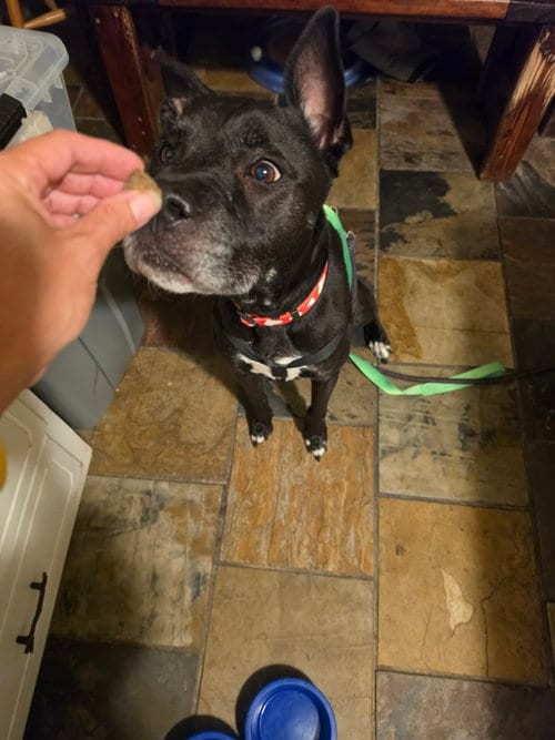 Photo of Darling Dottie, adoptable senior Labrador Retriever in Holly Springs, North Carolina