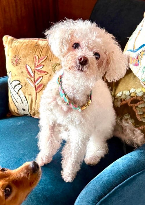 Photo of Lady Carpenter, adoptable senior Bichon Frise in Escondido, California