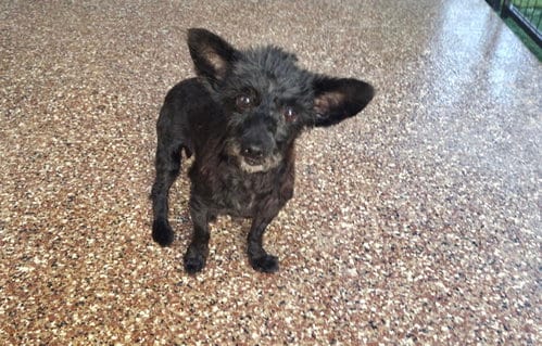 Photo of BatMan, adoptable senior Cairn Terrier in Spring, Texas