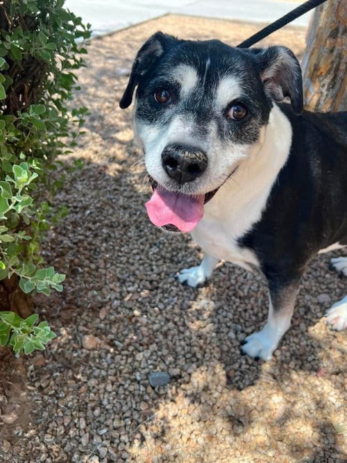 Photo of Heidi, adoptable senior Beagle in Queen Creek, Arizona